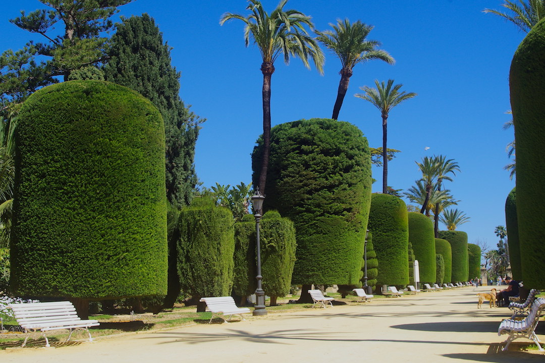 A picture of fancy trees in Park Genoves in Cadiz
